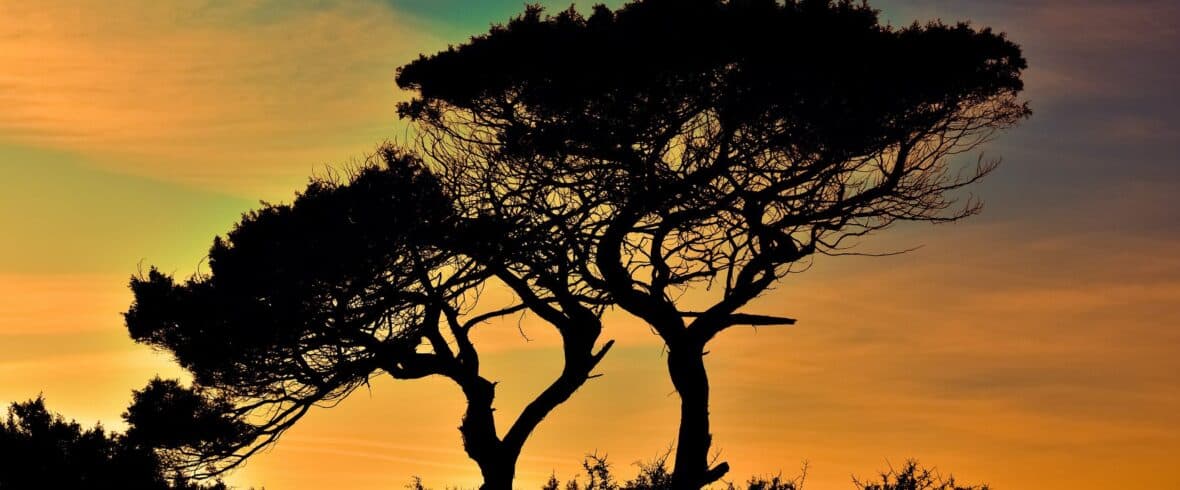 Binary Tree - Feature Image