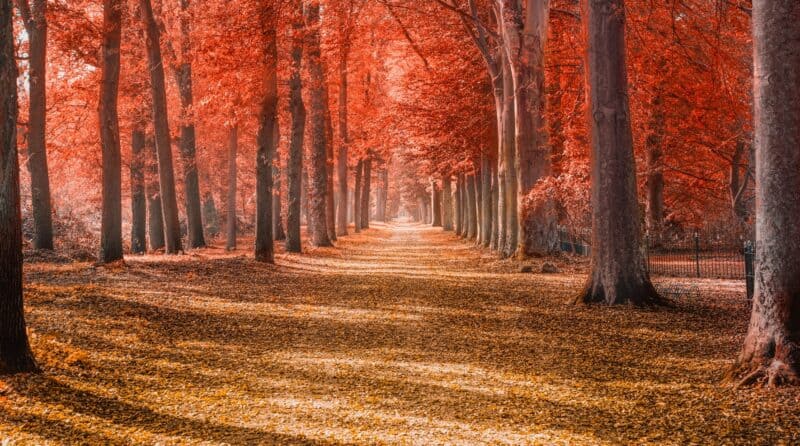 Red Black Tree - Feature Image